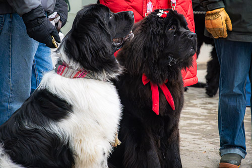 Victorian Stroll  |  Troy, NY - Dec 2025